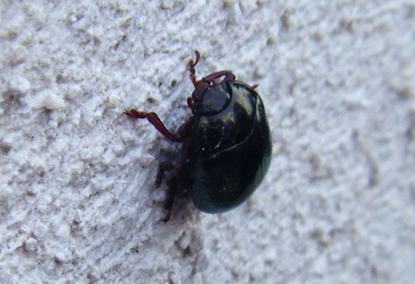 Chrysolina bankii